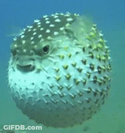 Angry Chubby Pufferfish Underwater GIF