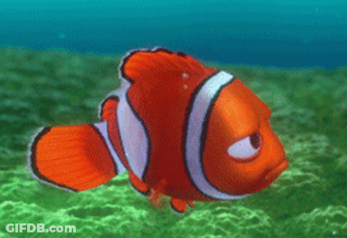 Angry Clown Fish Swimming In Ocean GIF