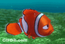Angry Clown Fish Swimming In Ocean GIF