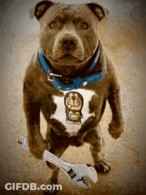 Angry Dog American Bulldog Holding Wrench GIF