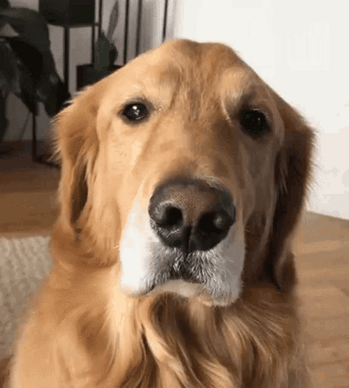 Angry Dog Annoyed Golden Retriever Bark GIF