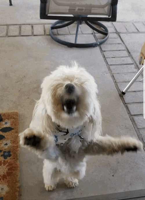 Angry Dog Bark Through Glass Door GIF
