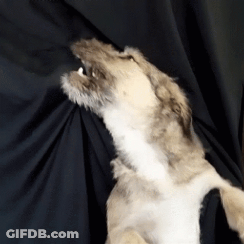 Angry Dog Biting Blanket Look Loop GIF