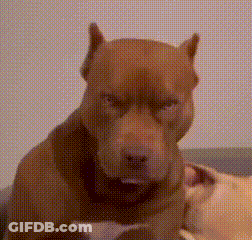 Angry Dog Close Up GIF