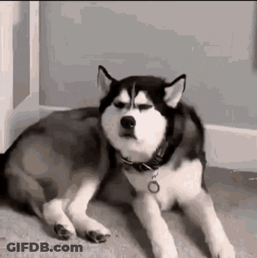 Angry Dog Confused Annoyed Husky GIF