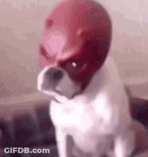 Angry Dog Dare Devil Mask On GIF
