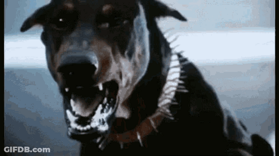 Angry Dog Doberman Barking Scary GIF
