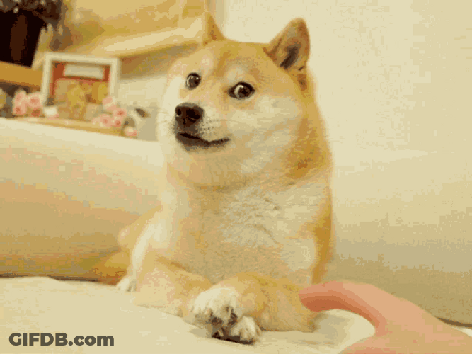 Angry Dog Doge Gets Annoyed Terror Face GIF
