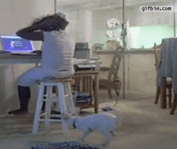 Angry Dog Dragging Owner's Hair GIF