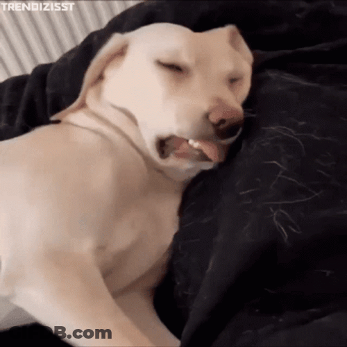 Angry Dog Dream Nightmare Snarling GIF
