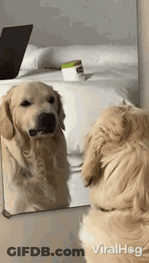 Angry Dog Facing Mirror Funny Mad GIF