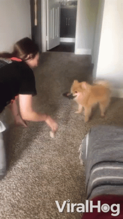 Angry Dog Give Me That Biting GIF