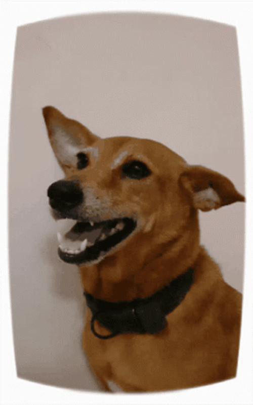 Angry Dog Happy To Angry Bark GIF