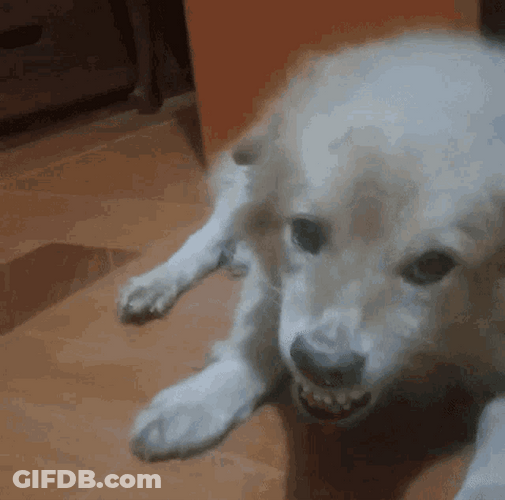 Angry Dog House Dog Snarling Grr GIF