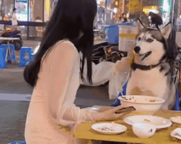 Angry Dog Husky Flips Food Off Table Funny GIF