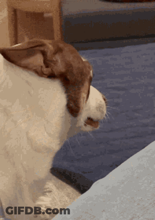 Angry Dog Look Pissed Off Annoyed GIF