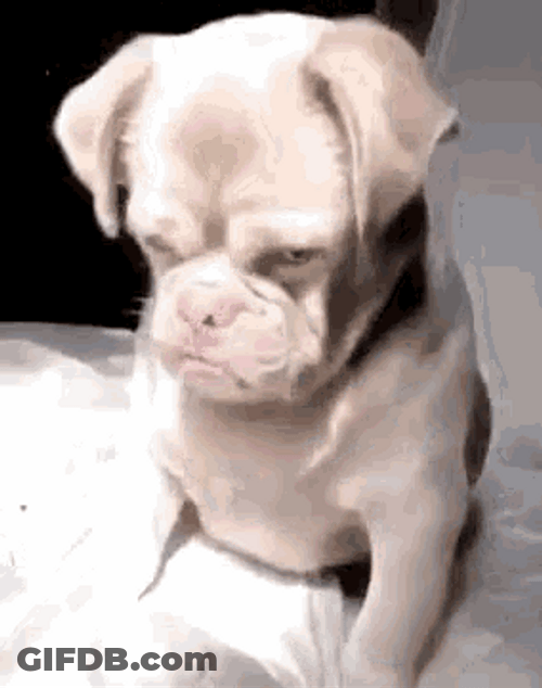 Angry Dog Puppy Sad Mad Annoyed GIF