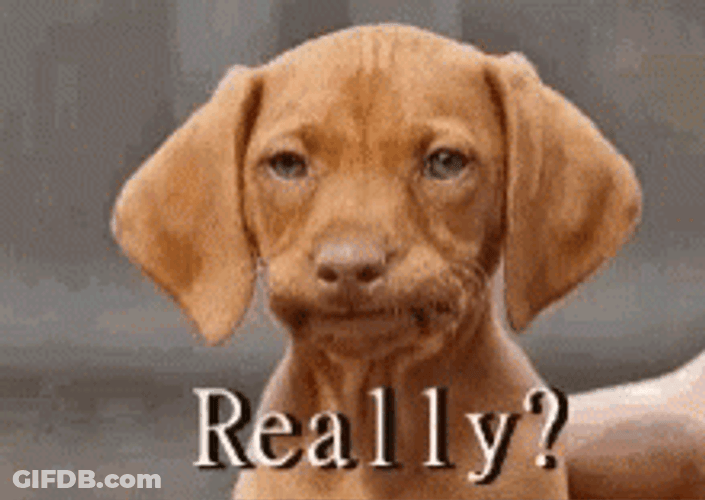 Angry Dog Really Annoyed SMH GIF
