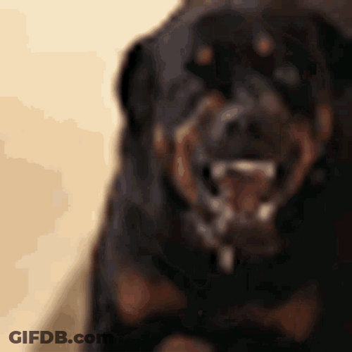 Angry Dog Rottweiler Barking Saliva Spit GIF