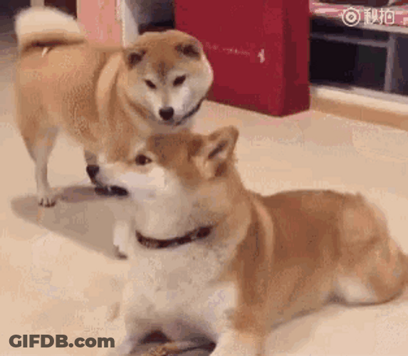 Angry Dog Shiba Inu Fight Bite GIF