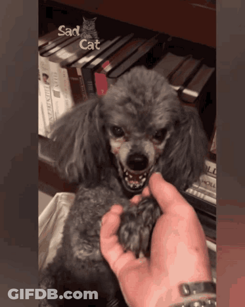 Angry Dog Snarl Smile Grey Poodle GIF