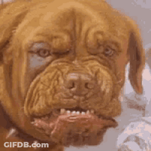 Angry Dog Squeezed Up Face Ugly Face GIF