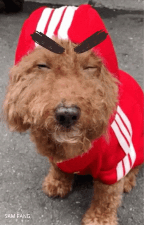 Angry Dog Steaming Animation Eyebrows Grr GIF