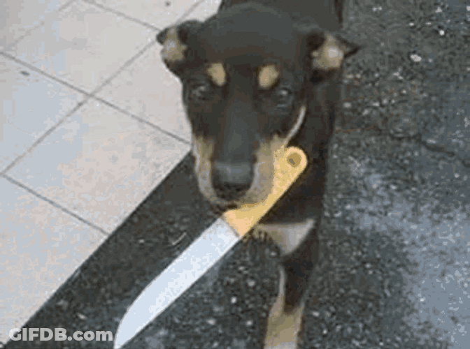 Angry Dogs With Knives Pictures GIF