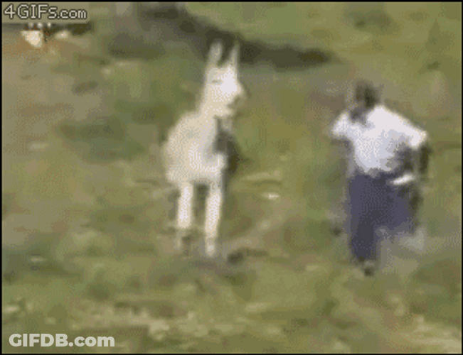 Angry Donkey Attack Human GIF
