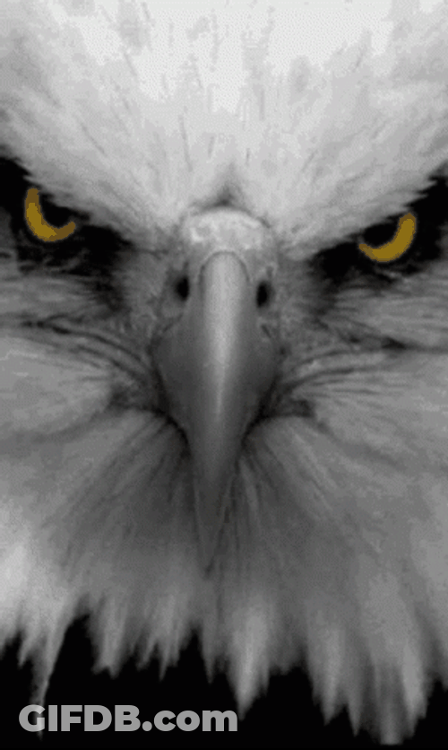 Angry Eagle Eye GIF