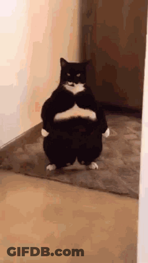 Angry Fat Cat Laser Eyes Cyclops Meme GIF