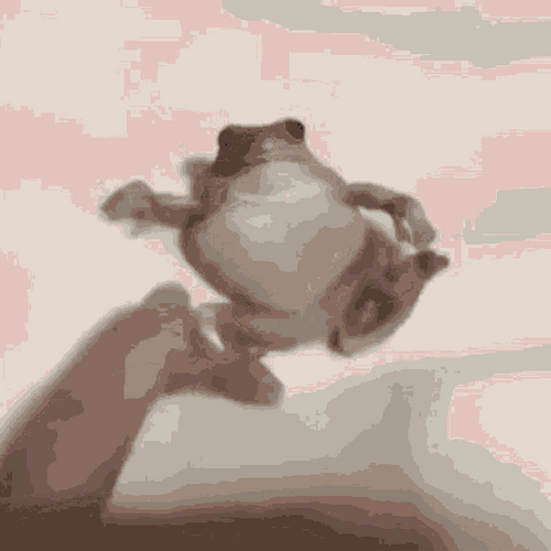 Angry Frog Bite GIF