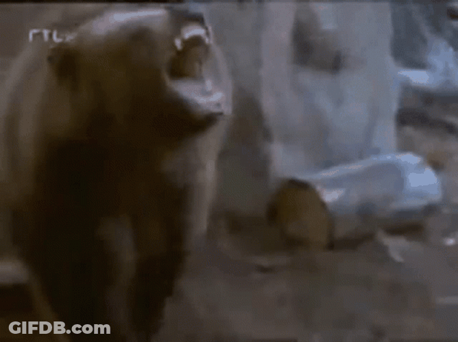 Angry Grizzly Bear Wild Growl GIF
