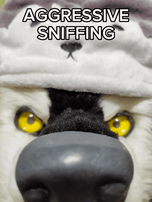 Angry Husky Aggressive Shaking Sniffing GIF