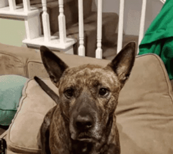 Angry Koivu Dog Barking GIF