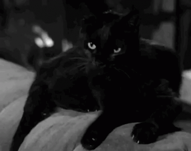 Angry Meow Black Cat GIF