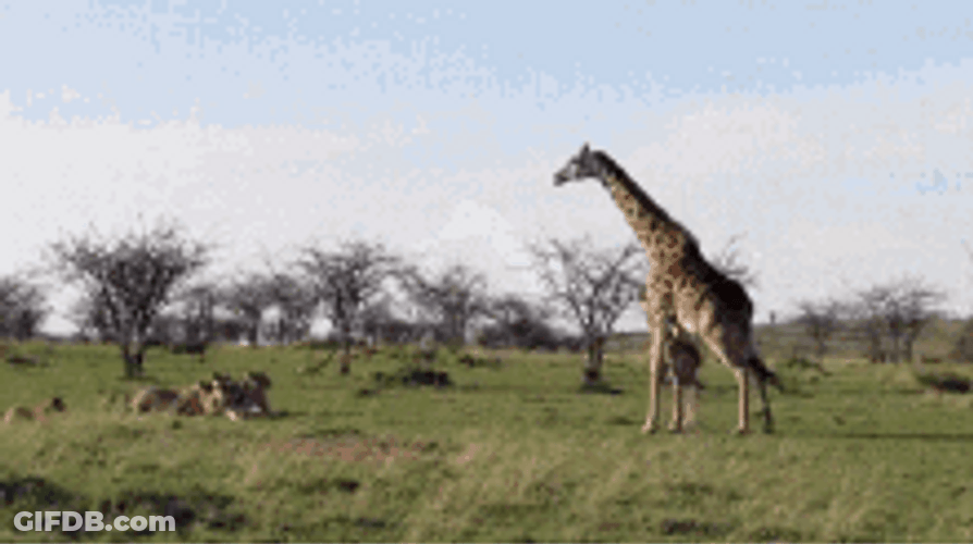 Angry Mother Giraffe GIF