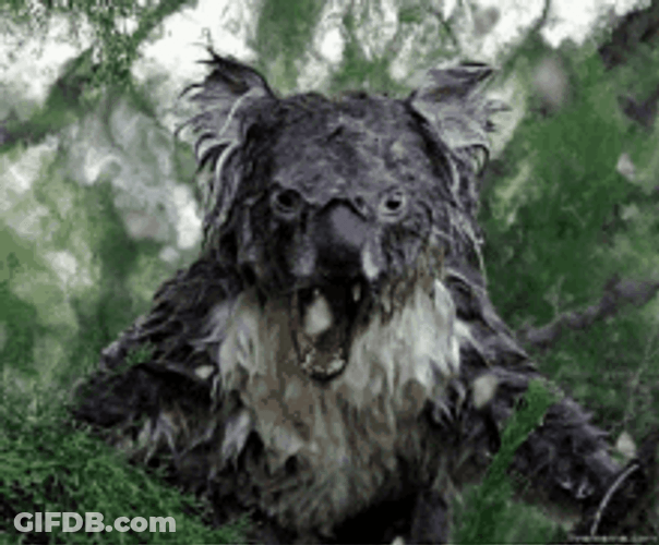 Angry Old Koala GIF