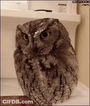 Angry Owl Sitting On Shelf Looking At Camera GIF