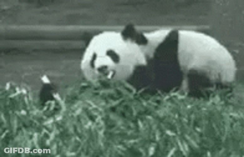 Angry Panda Let Me Eat Reaction GIF