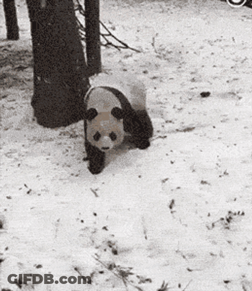 Angry Panda Snow Sliding GIF