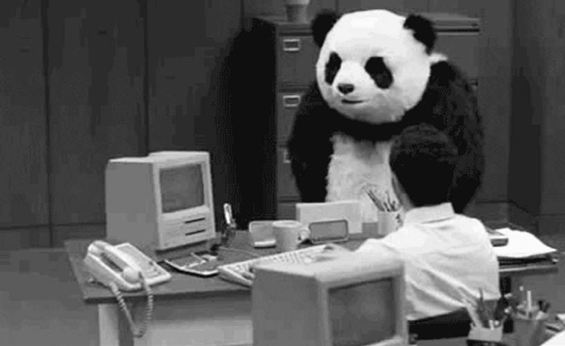 Angry Panda Throwing Table Things GIF