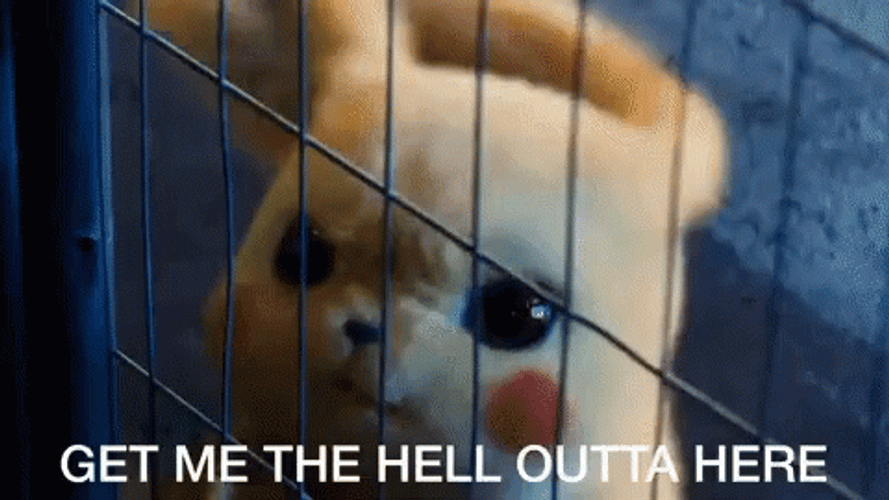 Angry Pikachu Get Me Outta Here GIF