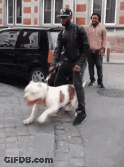 Angry Pitbull GIF