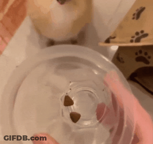 Angry Pomeranian Dog GIF
