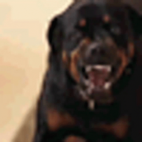 Angry Rottweiler Dog Barking GIF