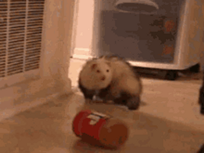 Angry Screaming Ferret GIF