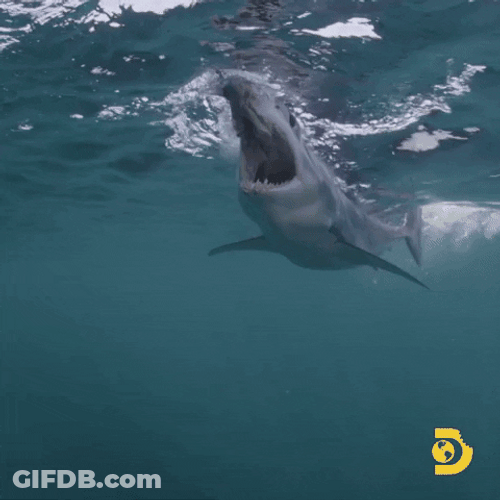 Angry Shark Bite GIF