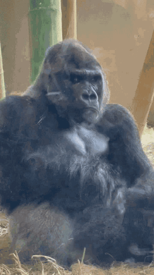 Angry Side Eye Monkey GIF