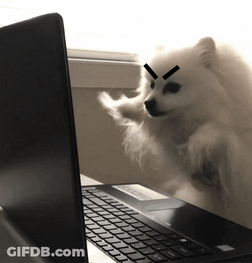 Angry Typing Dog GIF